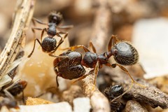 Pheidole sciophila