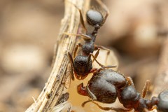 Pheidole sciophila