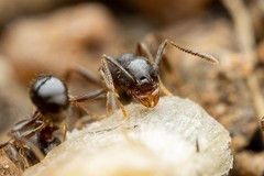 Pheidole sciophila