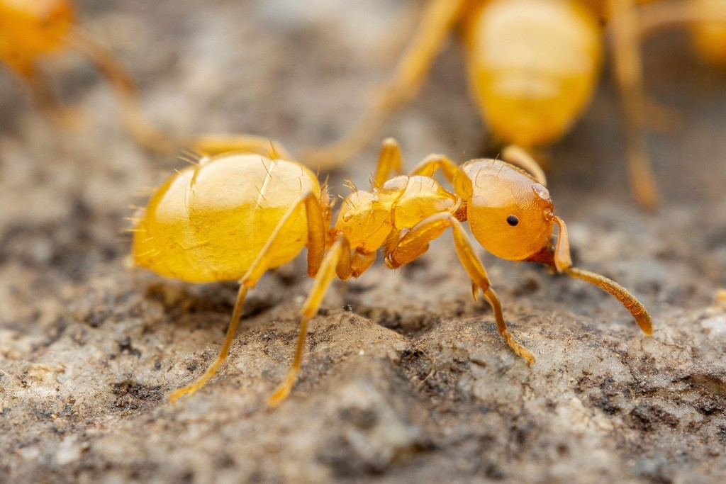 Arizona Citronella Ant