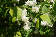 Prunus padus