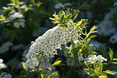 Spiraea