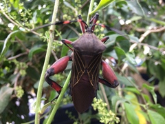 Pachylis acutangulus