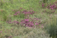 Castilleja ambigua humboldtiensis