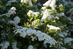Spiraea
