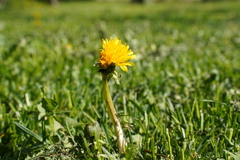 Taraxacum officinale