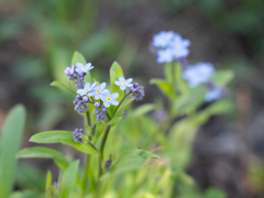 Myosotis sylvatica