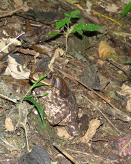 Rhinella horribilis