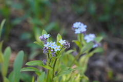 Myosotis sylvatica