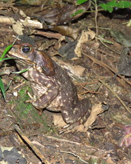 Rhinella horribilis