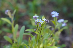 Myosotis sylvatica