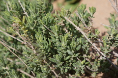 Teucrium dunense