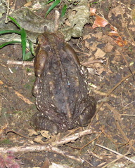 Rhinella horribilis