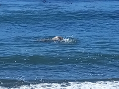 Phoca vitulina