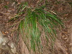 Chionochloa bromoides