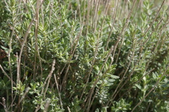 Teucrium dunense