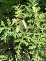Solanum sisymbriifolium