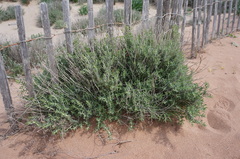 Teucrium dunense