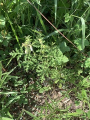 Solanum sisymbriifolium