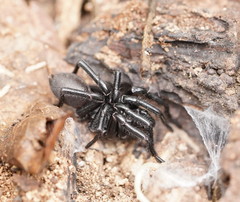 Hadronyche modesta