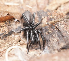 Hadronyche modesta