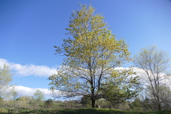 Ulmus pumila