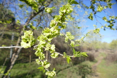 Ulmus pumila