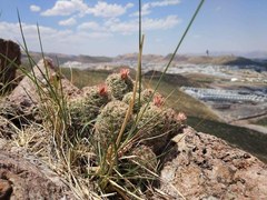 Escobaria chihuahuensis