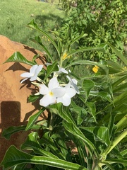 Plumeria pudica