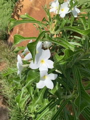 Plumeria pudica