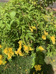 Tecoma stans
