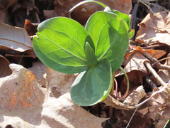 Trillium sessile