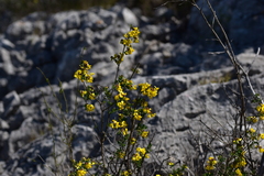 Hippocrepis emerus emeroides