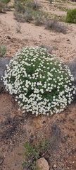 Argyranthemum gracile image