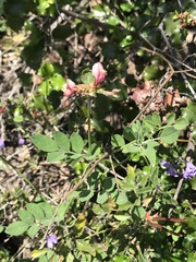 Acmispon grandiflorus