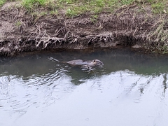 Myocastor coypus