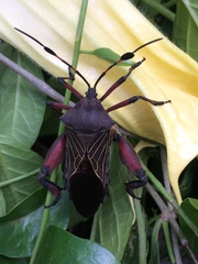 Pachylis acutangulus