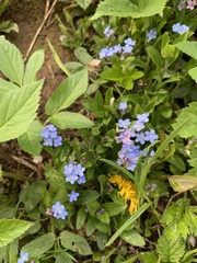Myosotis sylvatica