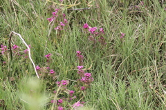Castilleja ambigua humboldtiensis