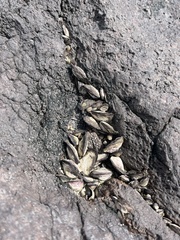 Isognomon californicus