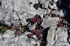 Petrosedum ochroleucum