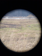 Pelecanus erythrorhynchos