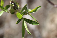 Salix irrorata