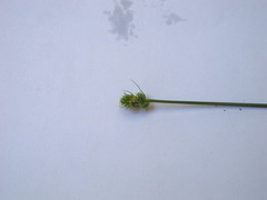 Carex cephalophora
