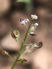 Teesdalia