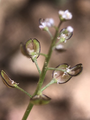 Teesdalia