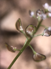 Teesdalia