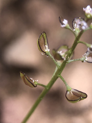 Teesdalia