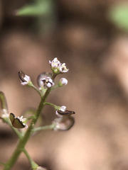 Teesdalia