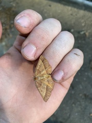 Metarranthis obfirmaria